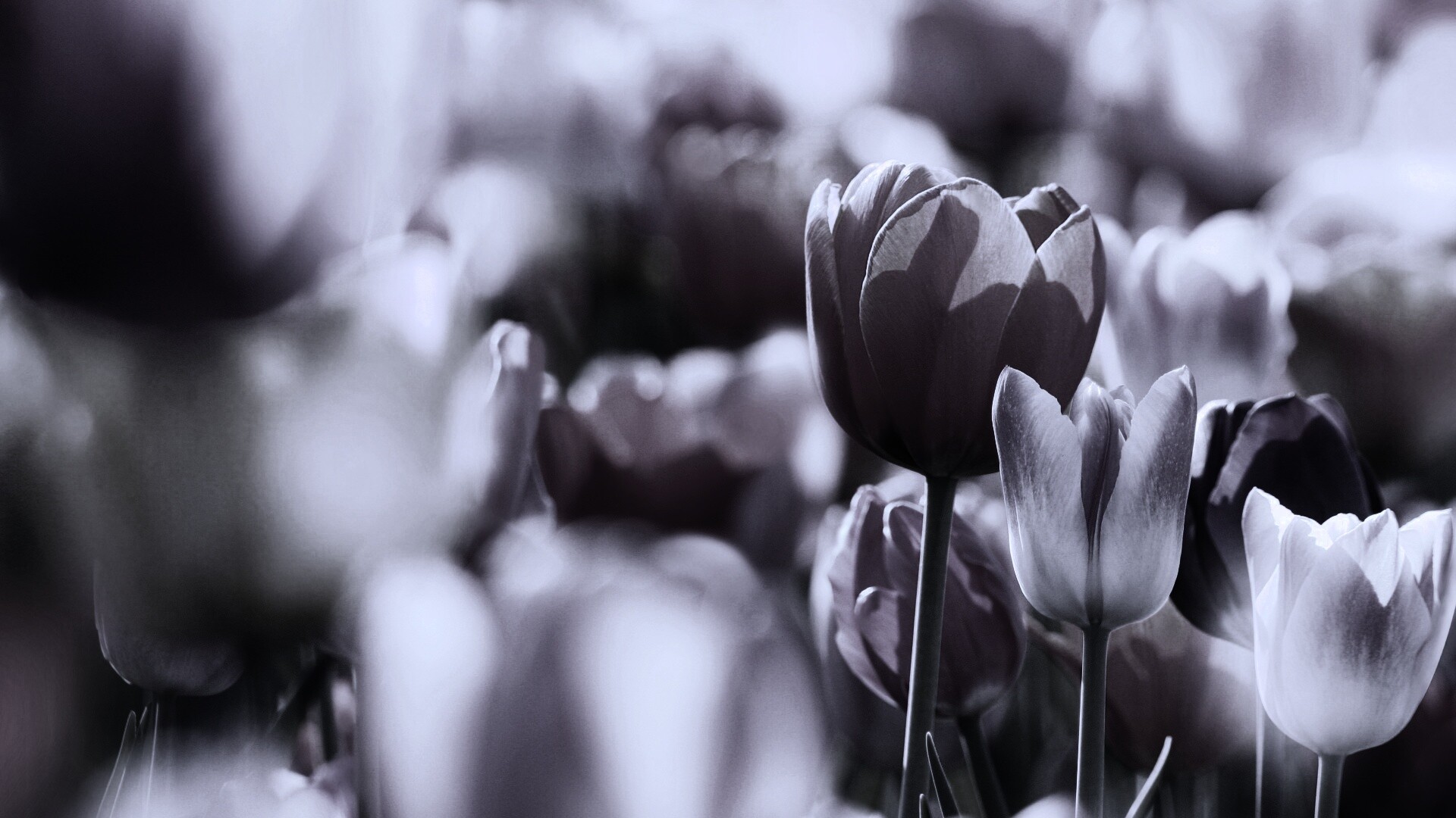 Красивые тюльпаны обои