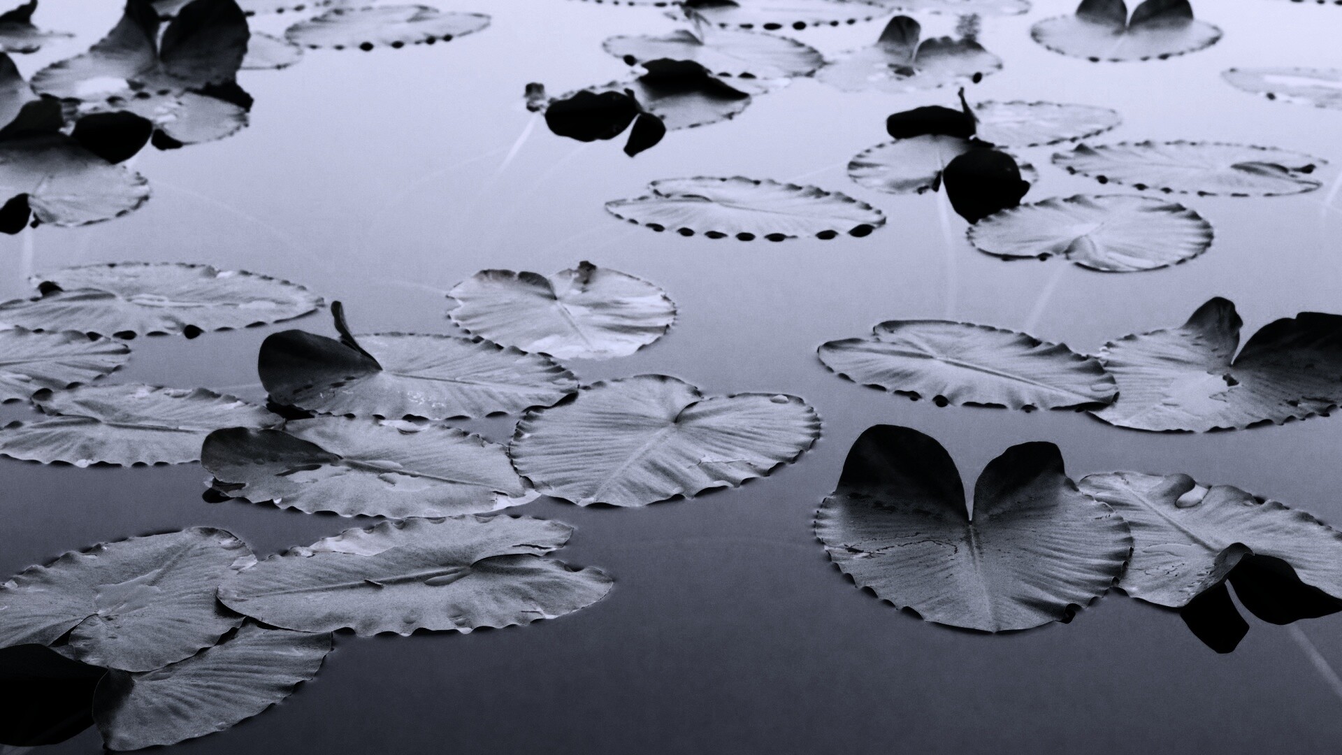 Плавающие листья обои