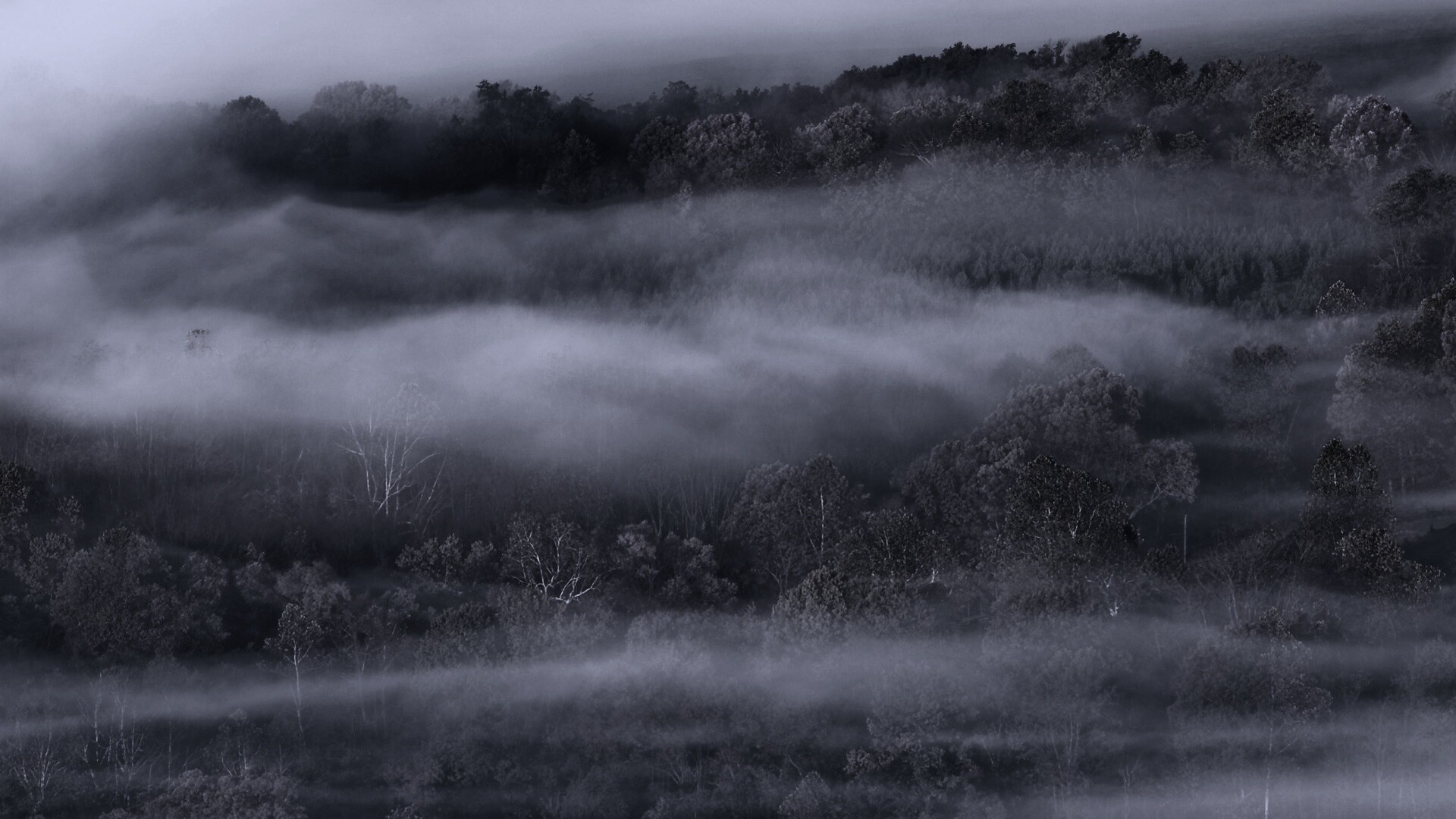 Туманный лес обои