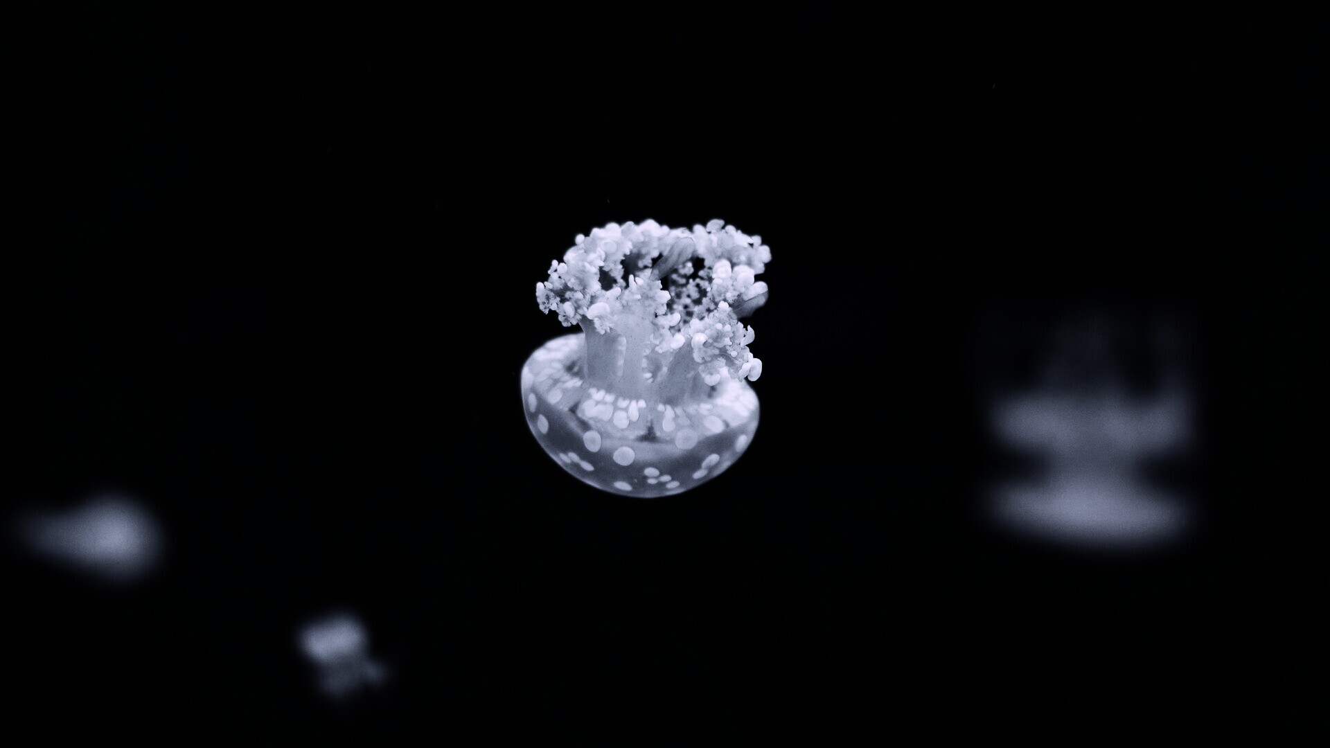 Медуза обои