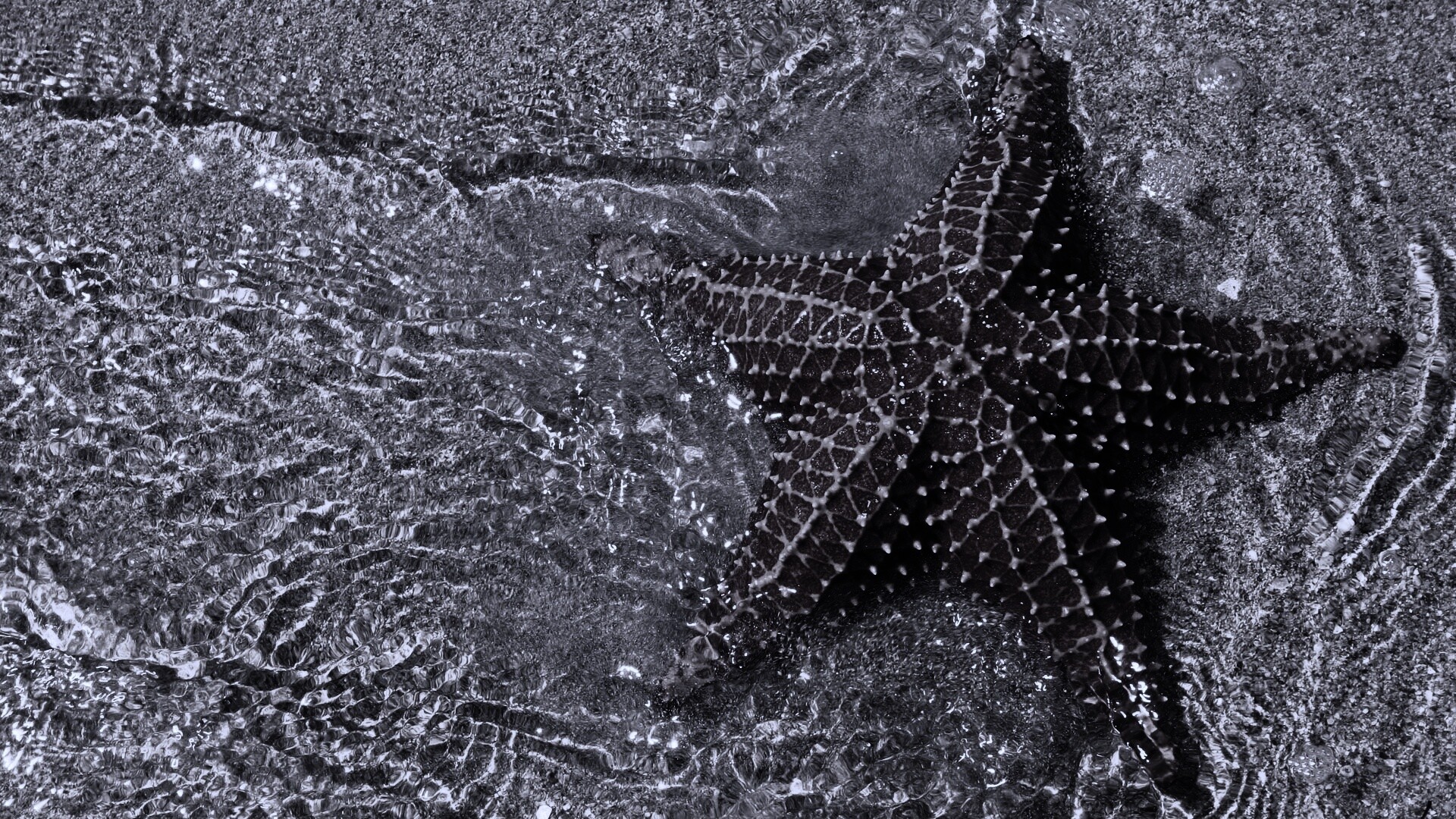 Морская звезда обои