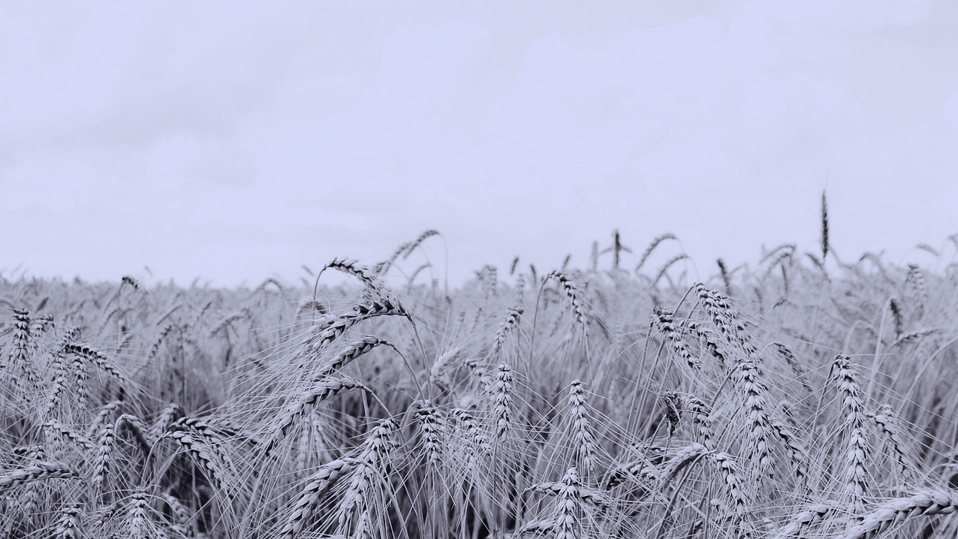 Поле колосьев обои