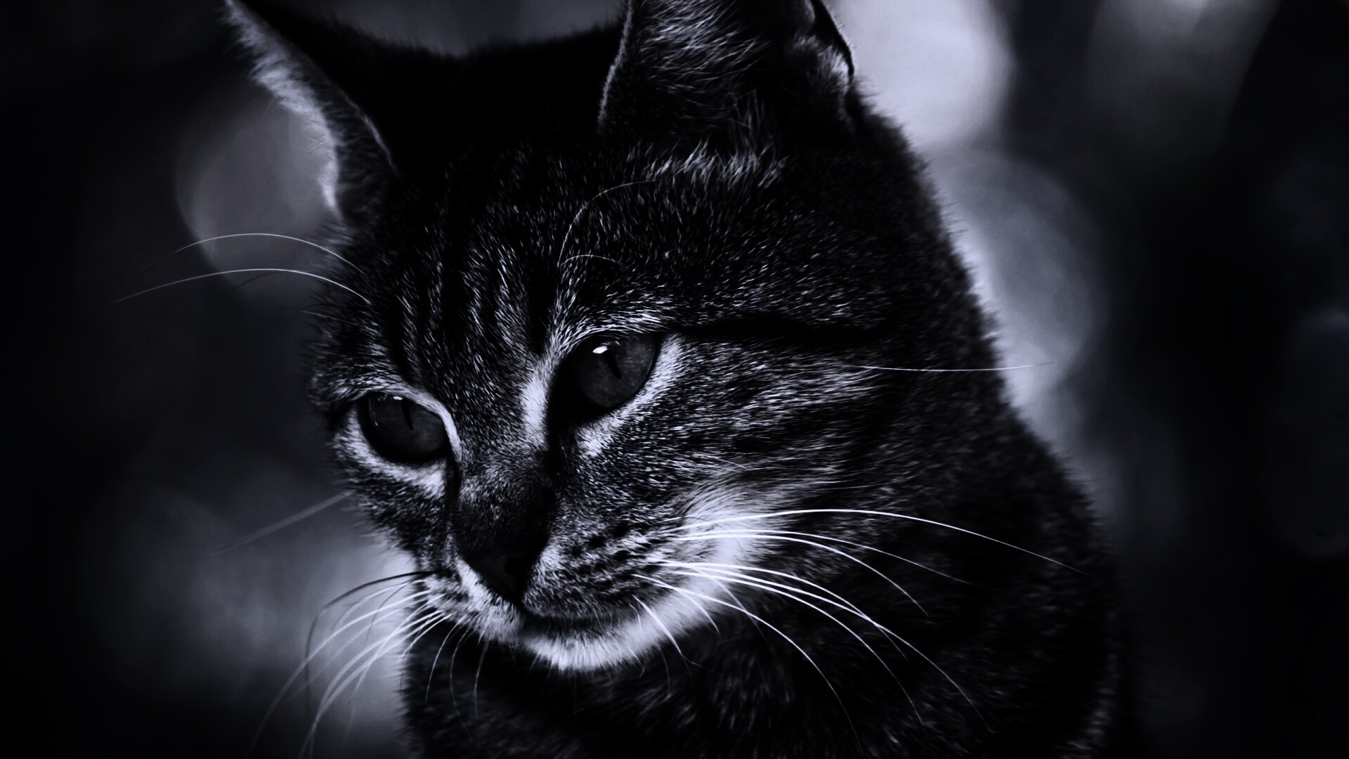 Кот усатый обои