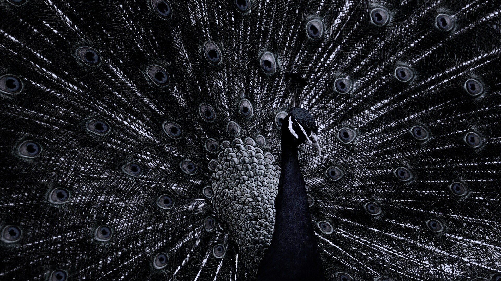 Красивый павлин обои