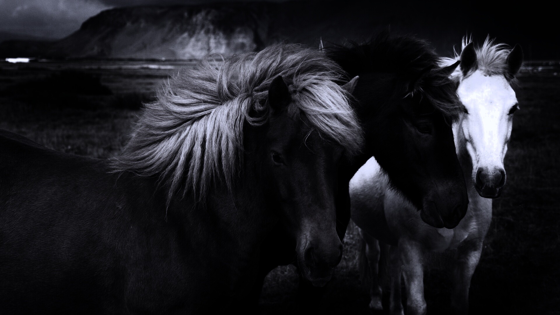 Мустанги обои