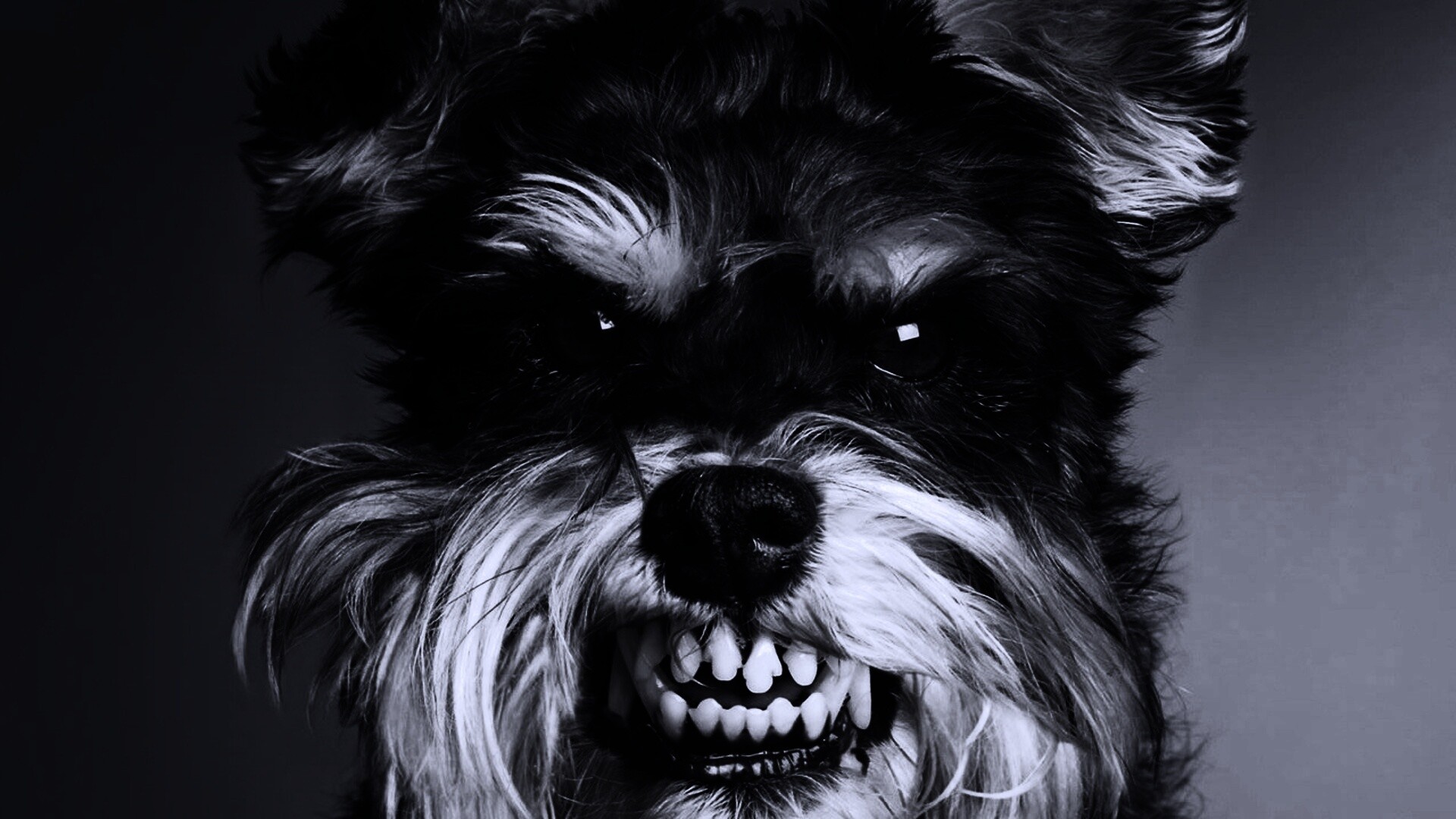 Терьер вне себя обои