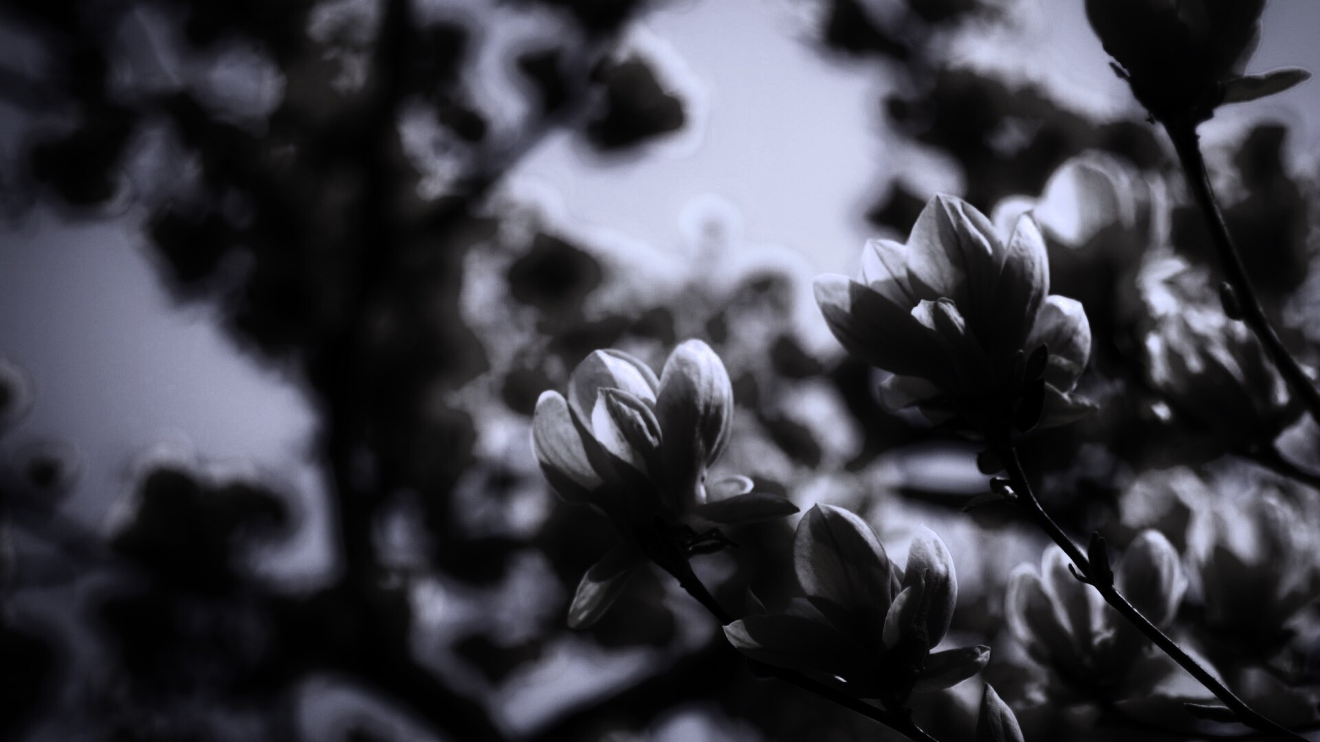 Желтые цветы распустились обои