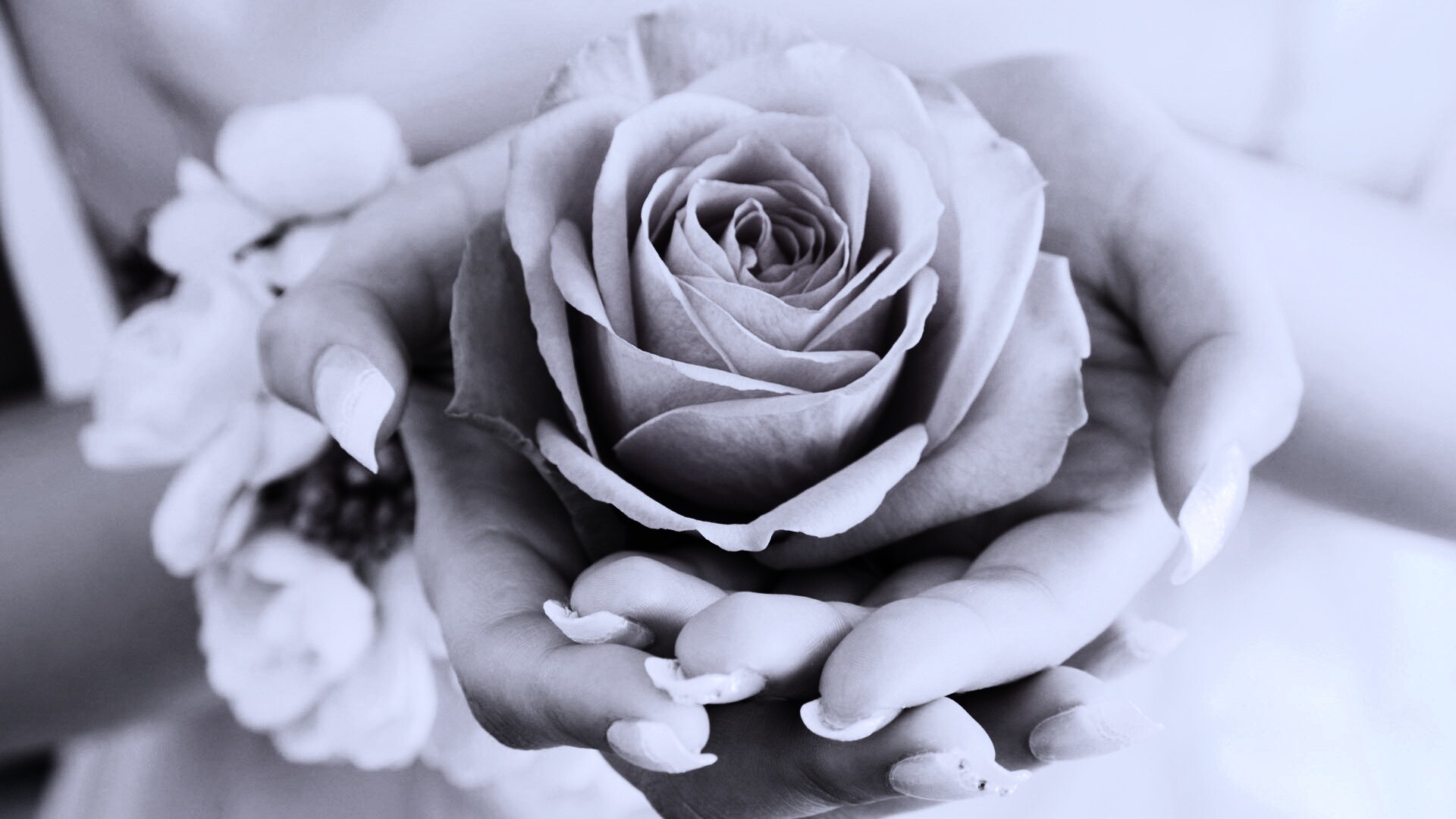 Роза в женских руках обои