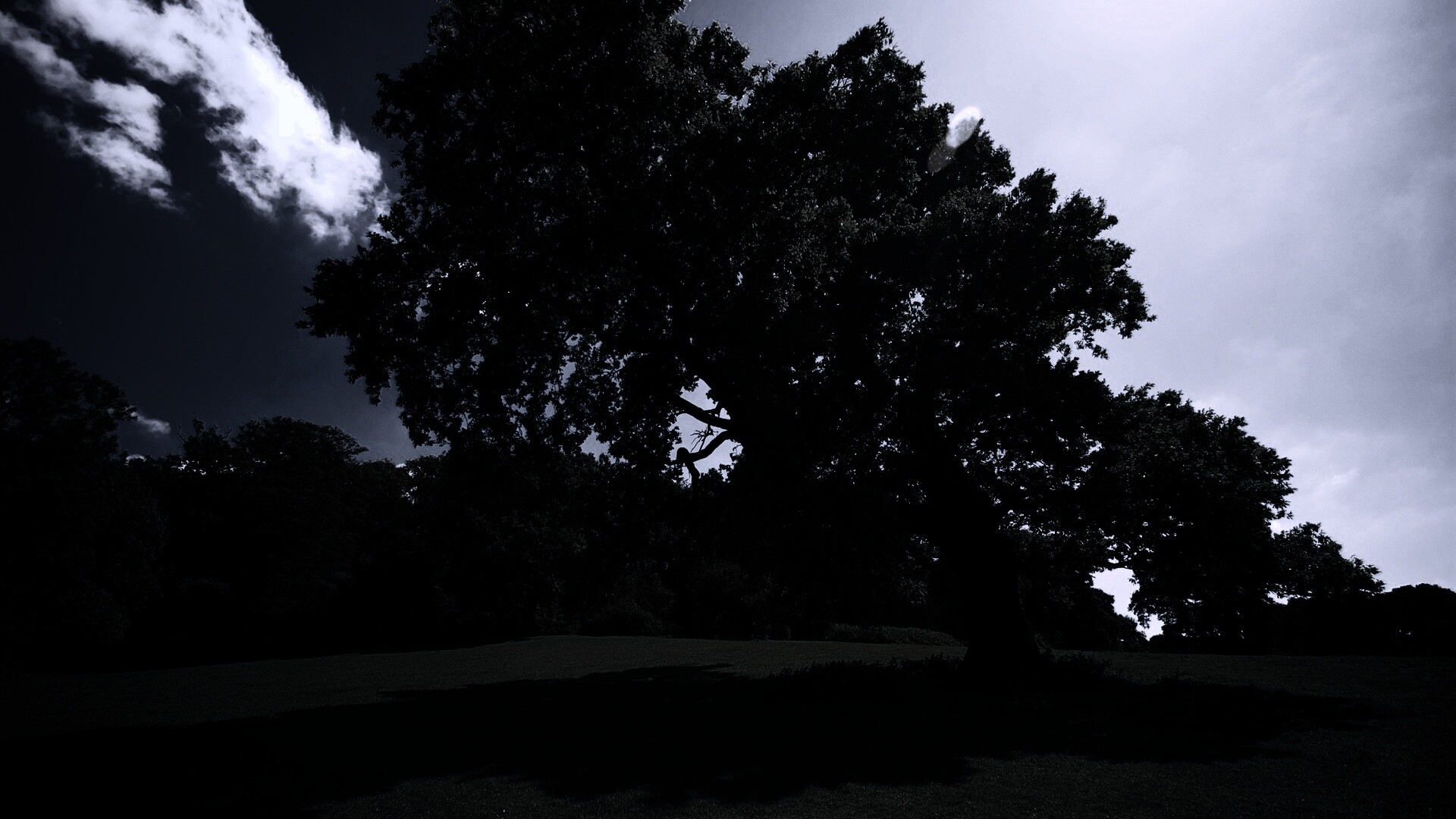 Большое зеленое дерево на лужайке обои