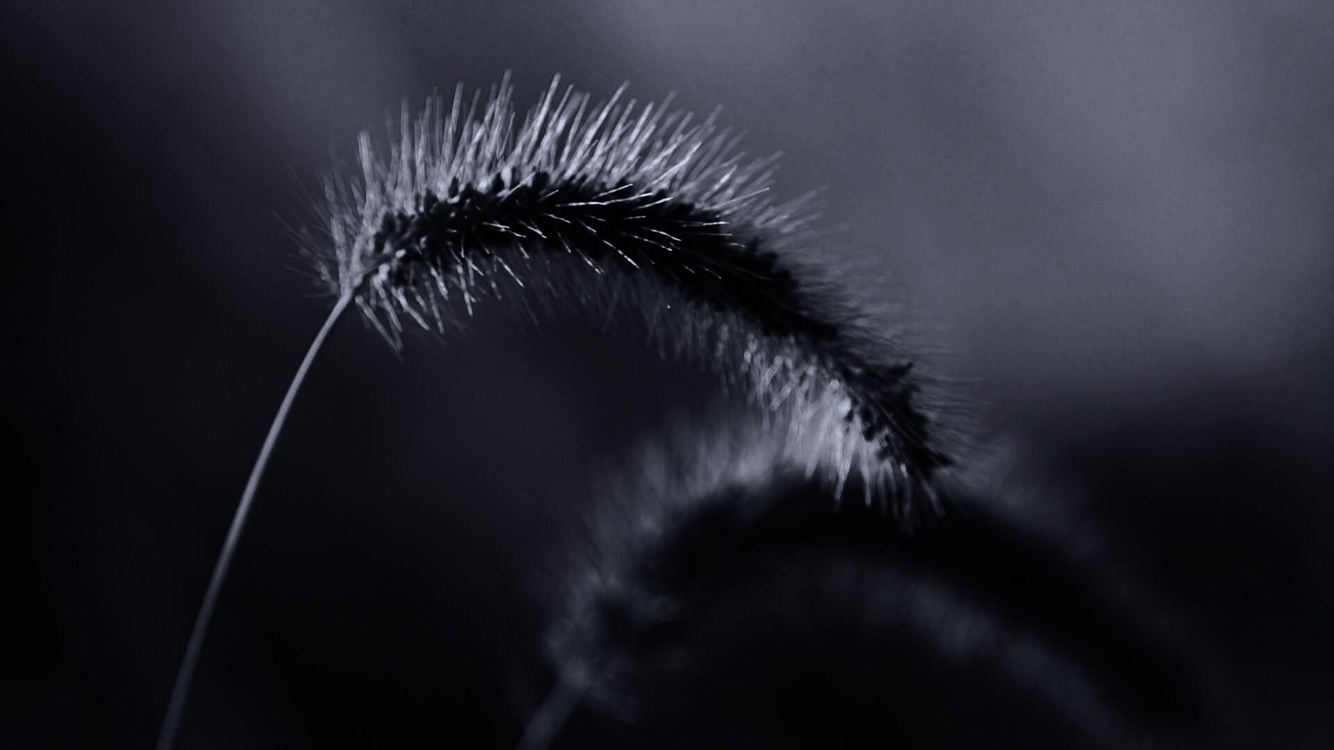 Травинка обои