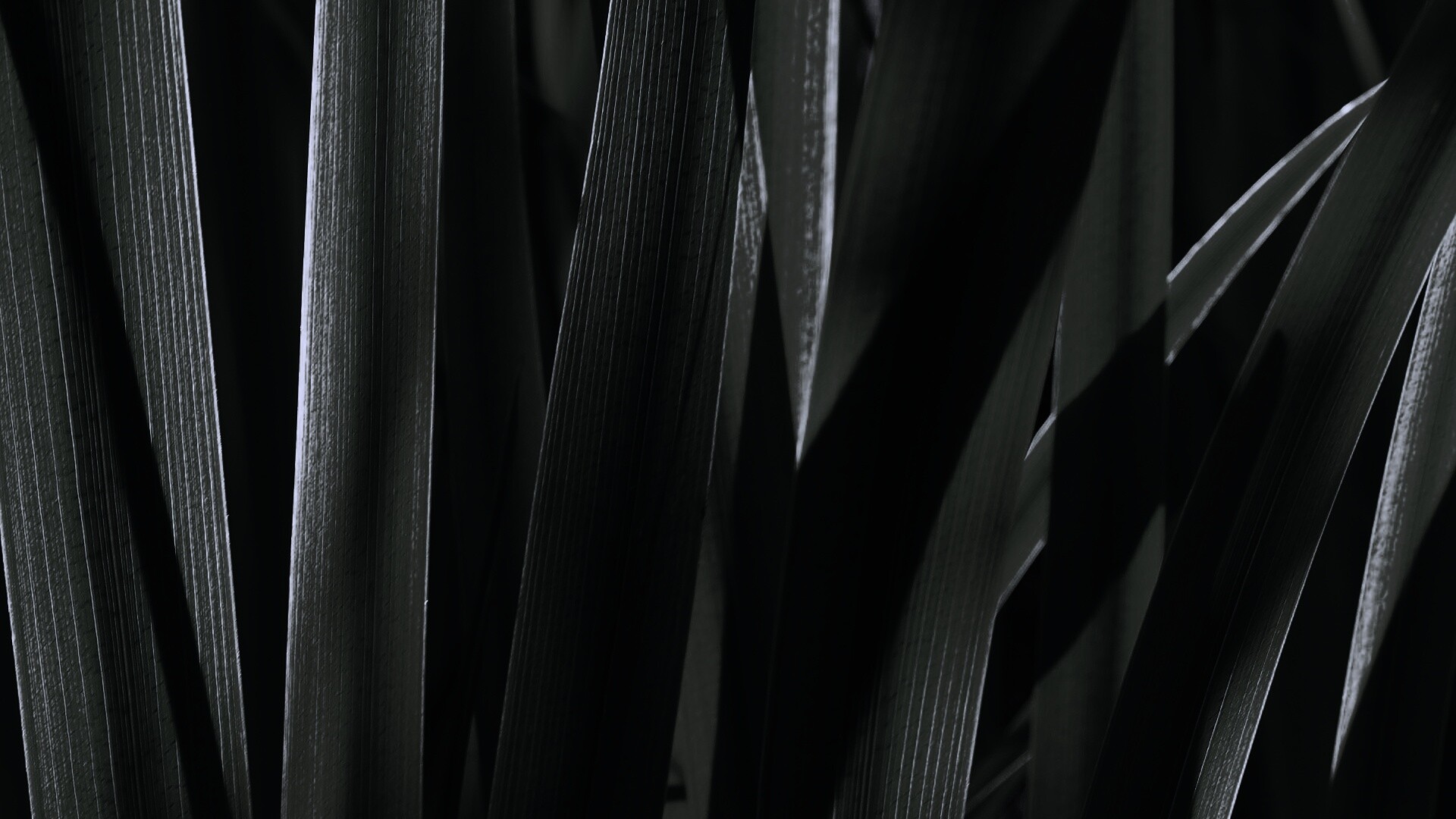 Стебли травы обои