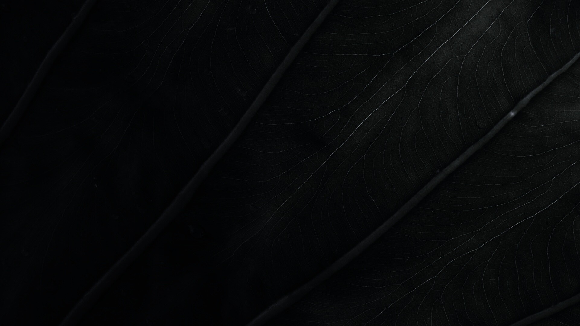 Прожилки на листе обои