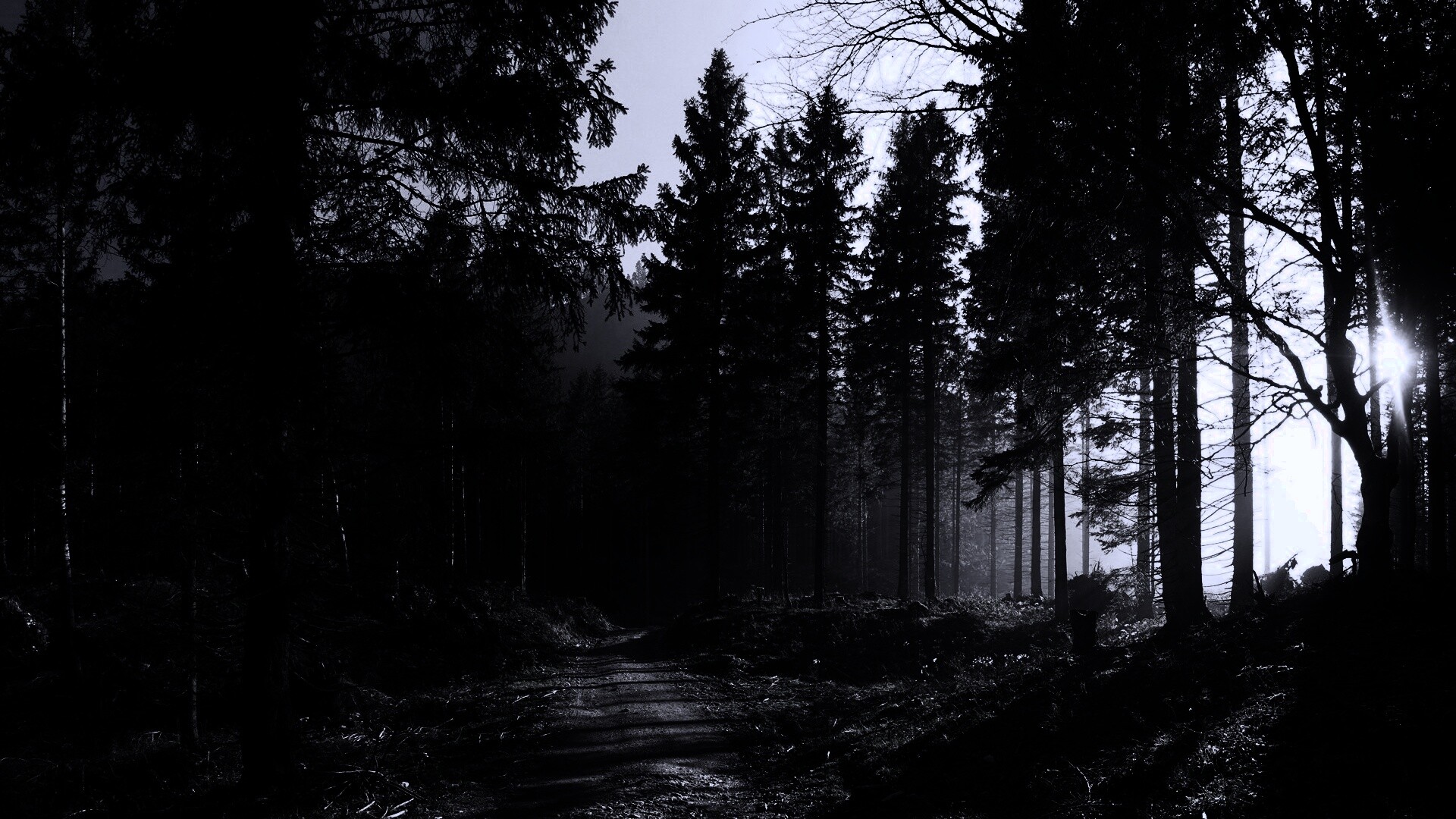 Лесная дорога обои