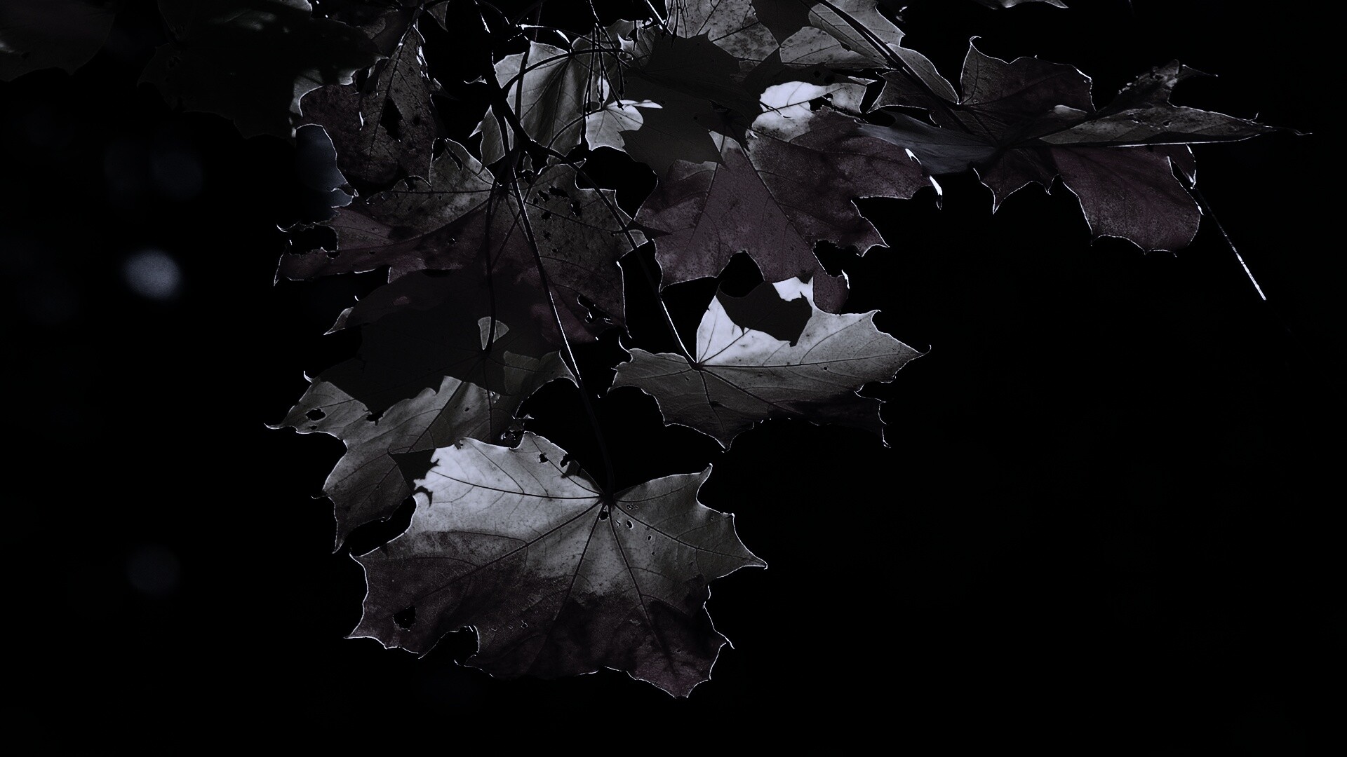 Колоритные осенние листья обои