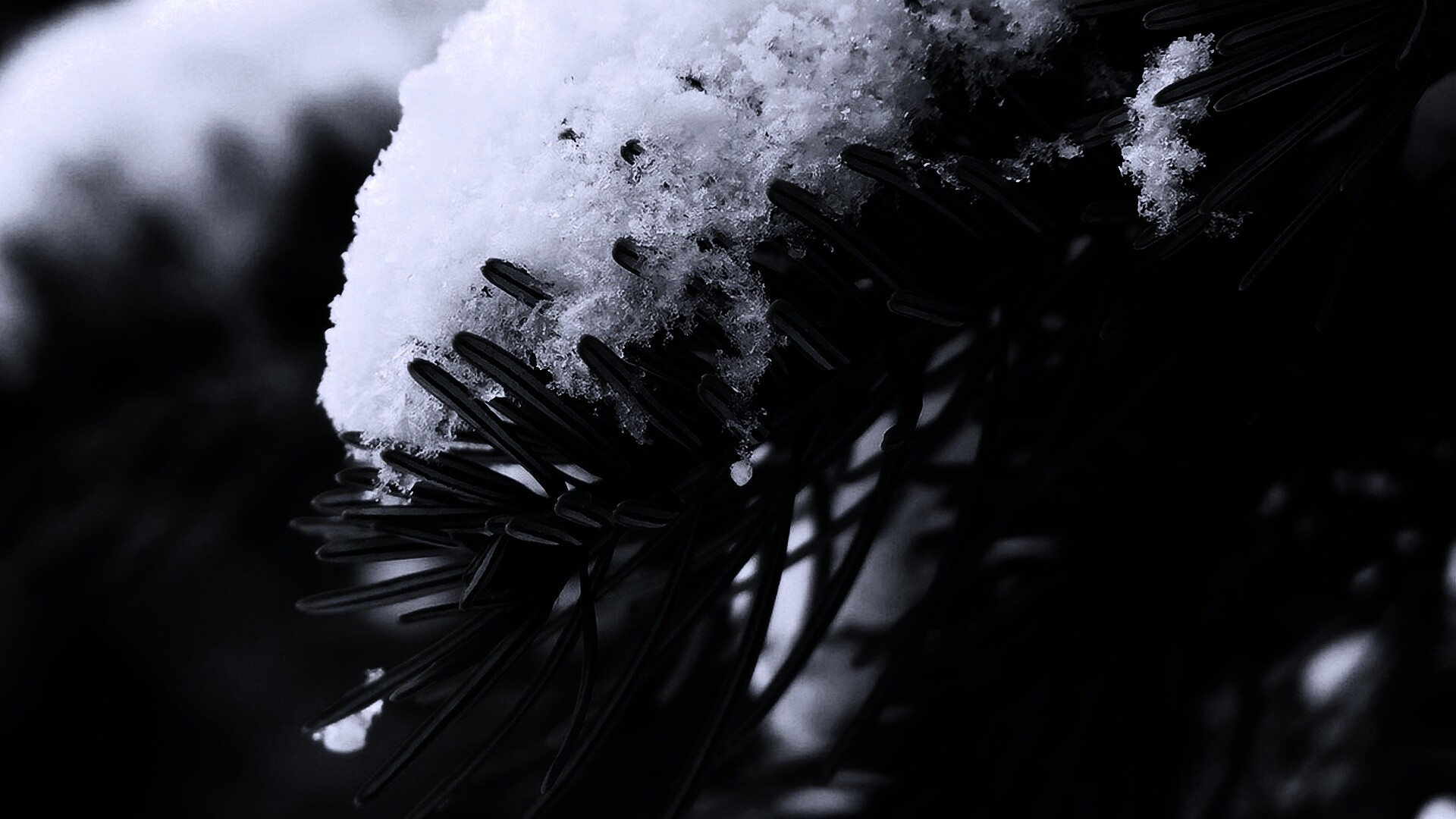 Хвойная ветка вся в снегу обои