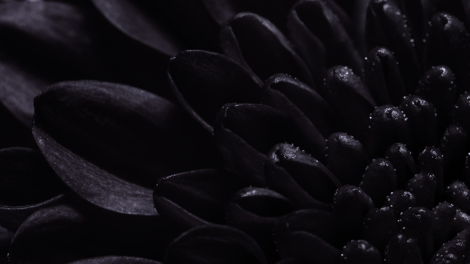 Лепестки хризантемы обои