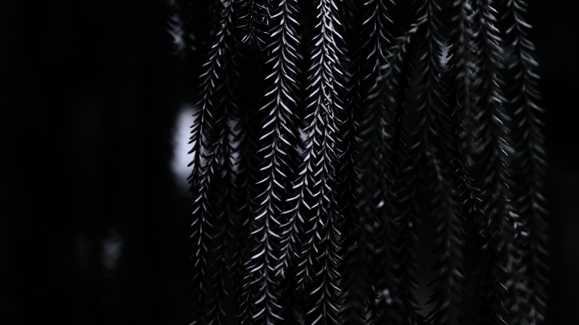 Зеленые колючки обои