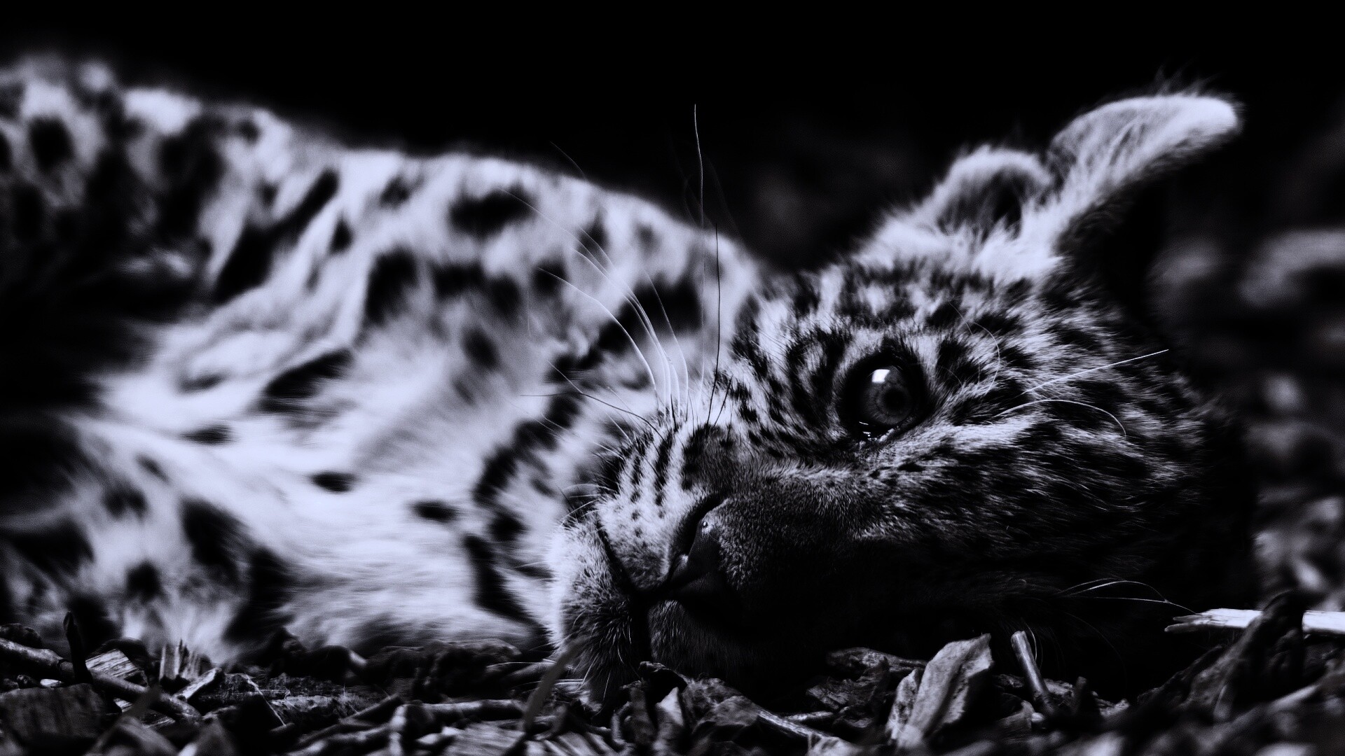 Гепард котенок обои