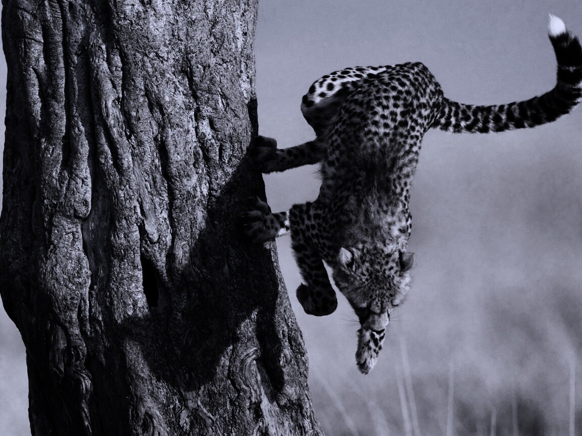 Скалолаз обои