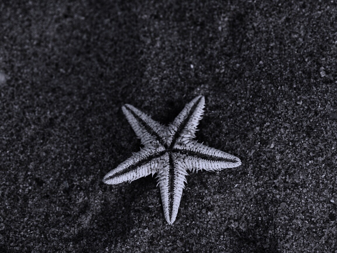 Морская звезда на песке обои