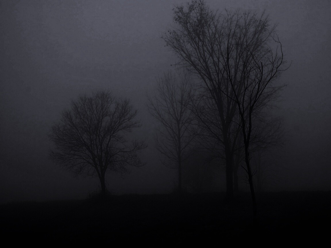 Деревья в тумане обои