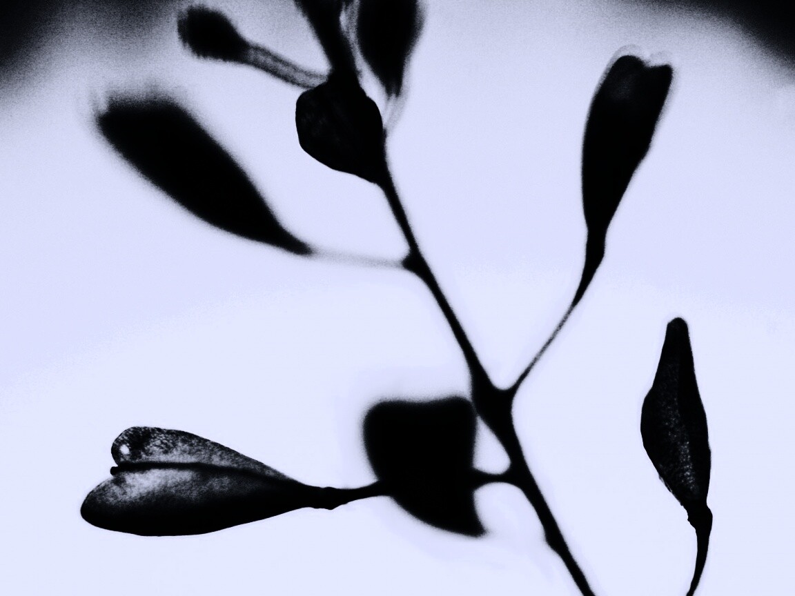 Усыхающие листья обои