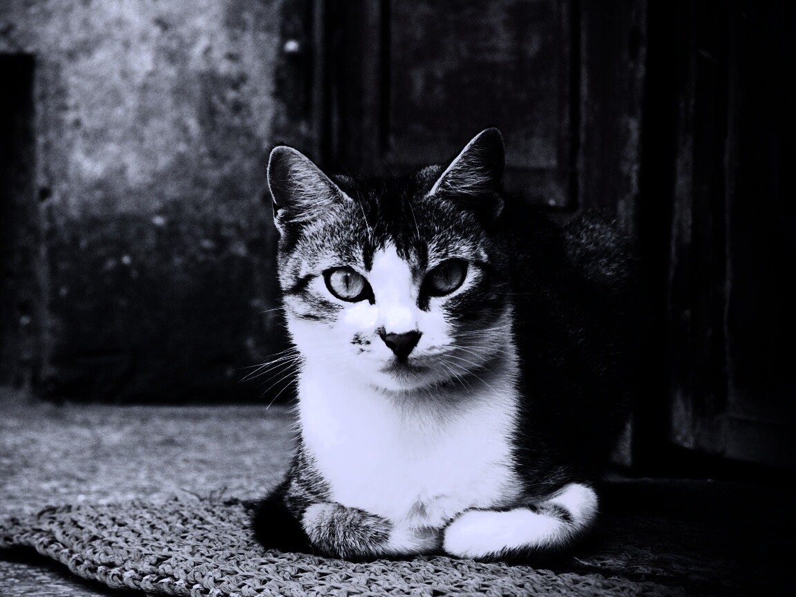 Кошечка на подстилке обои