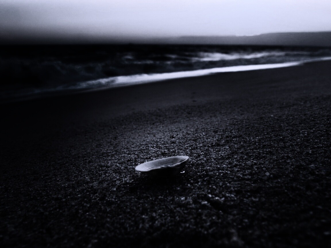 Ракушка не песчанном берегу обои