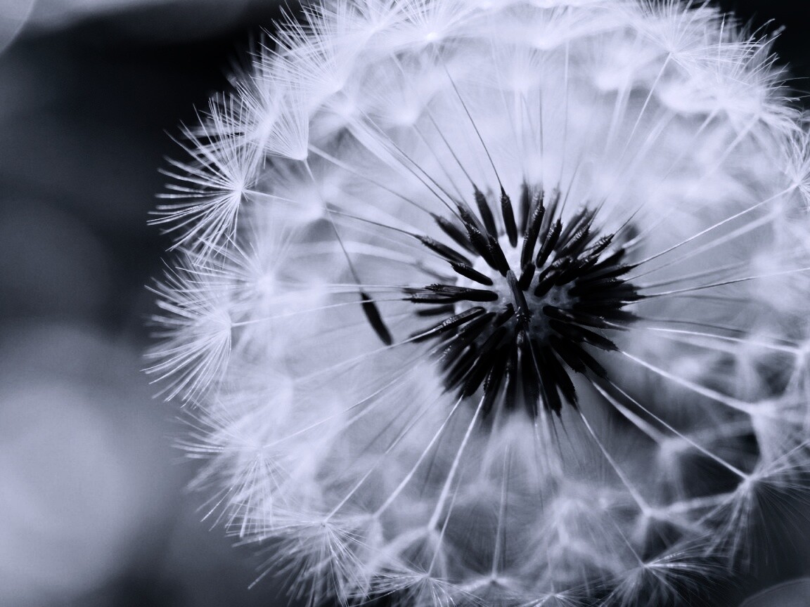 Макро фото одуванчика обои