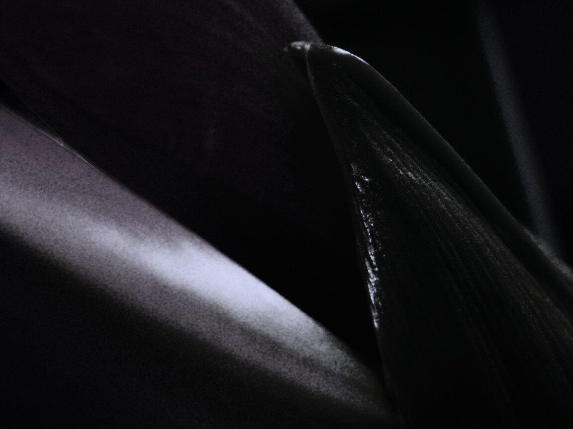 Макро фото цветка обои