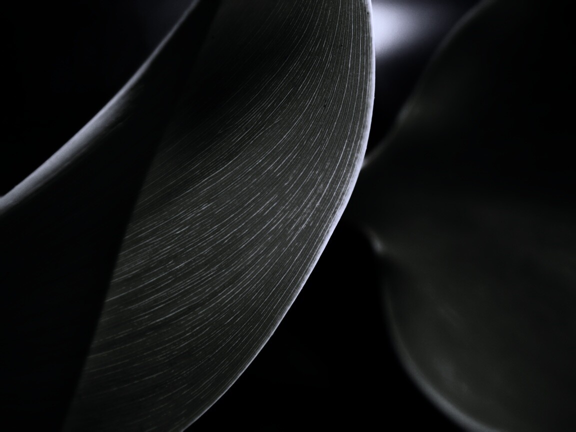 Лист на просвет обои