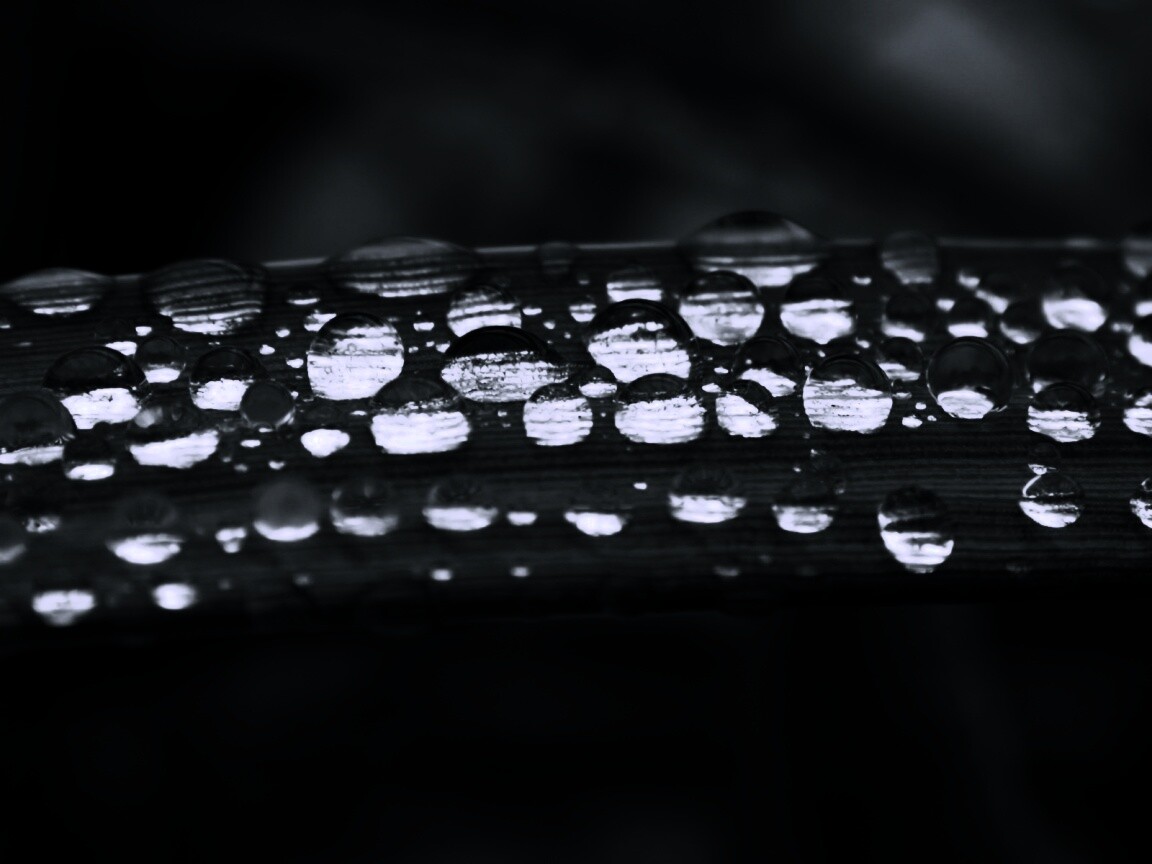 Капли на травинке обои