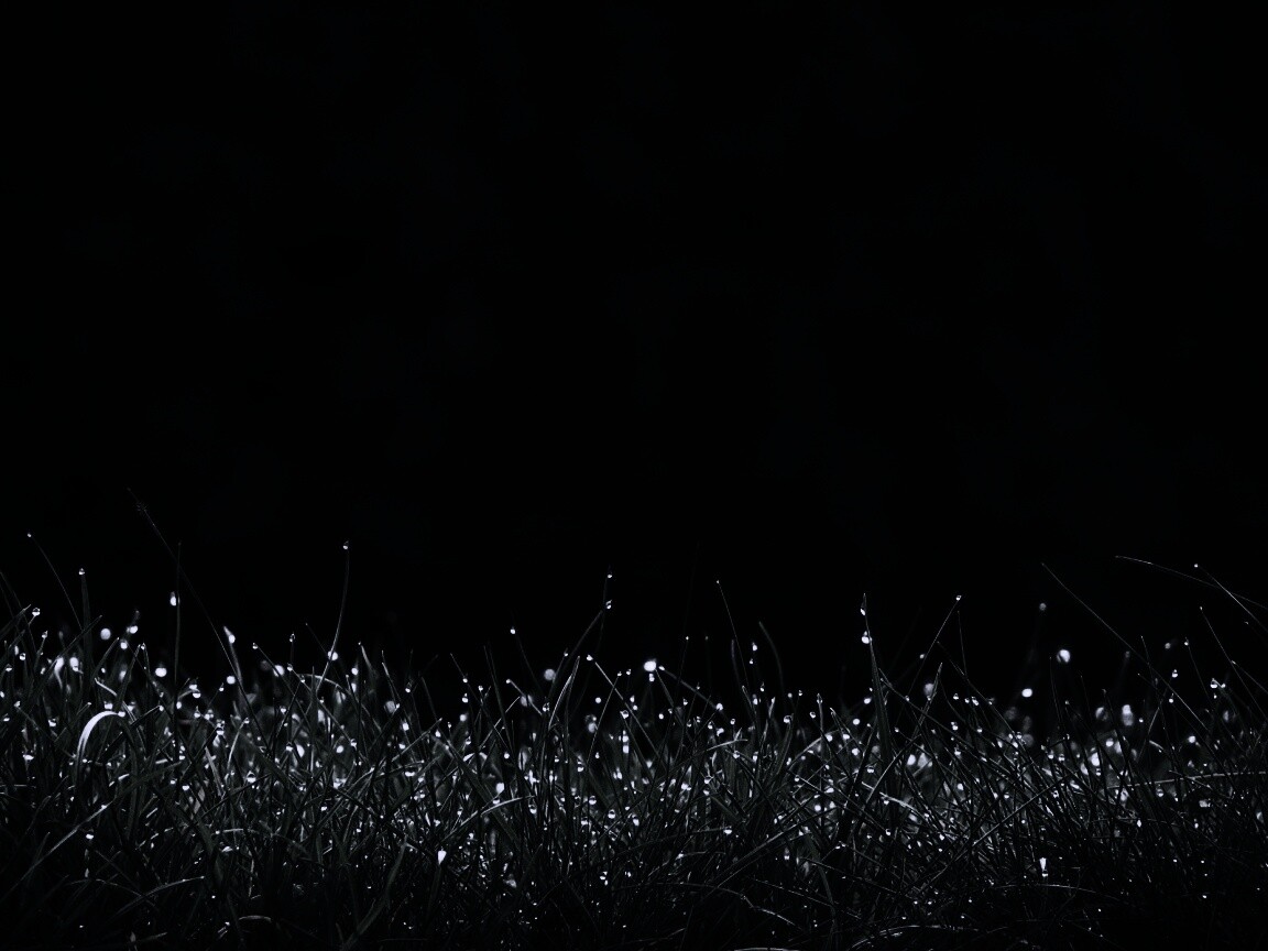 Трава после дождя обои