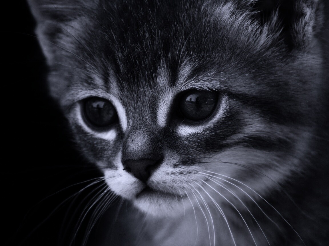 Мордочка котёнка обои
