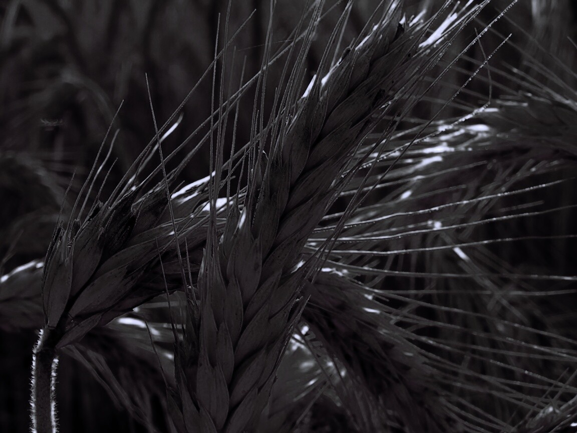 Зреющий колос обои