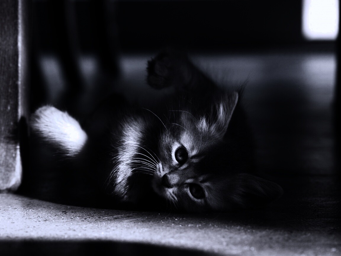 Котенок играет под стулом обои