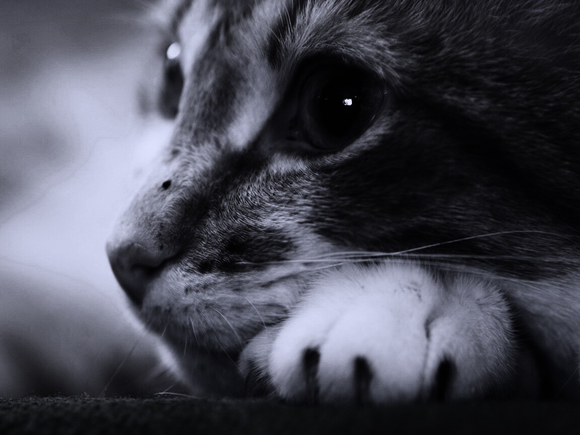 Мордочка на лапаках обои