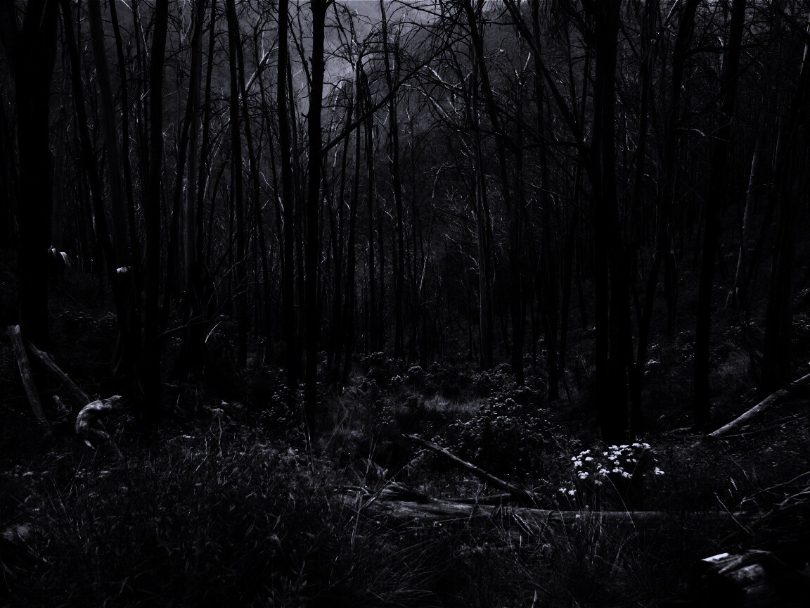 Мрачная чаща обои