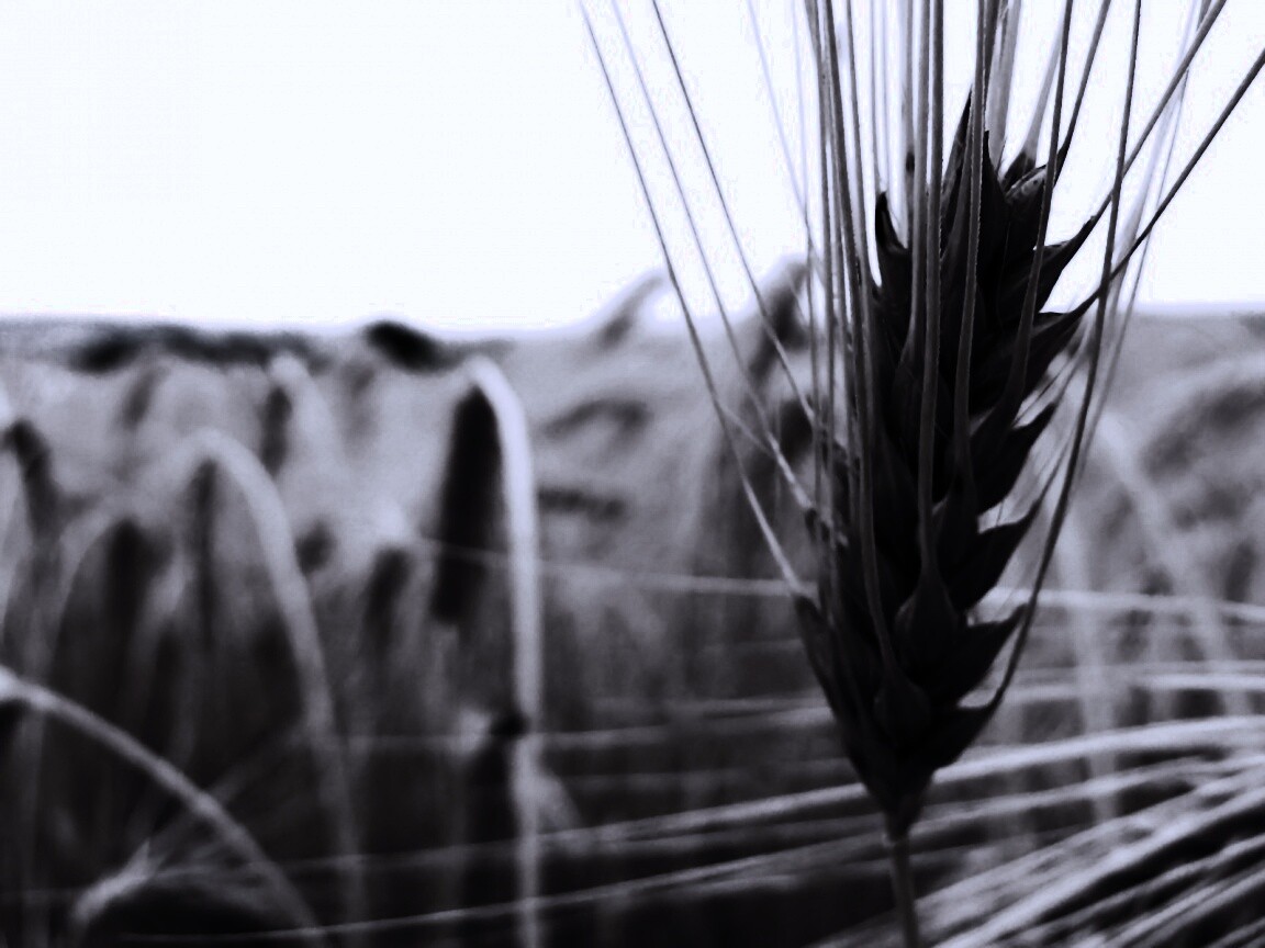 Короткий колос обои