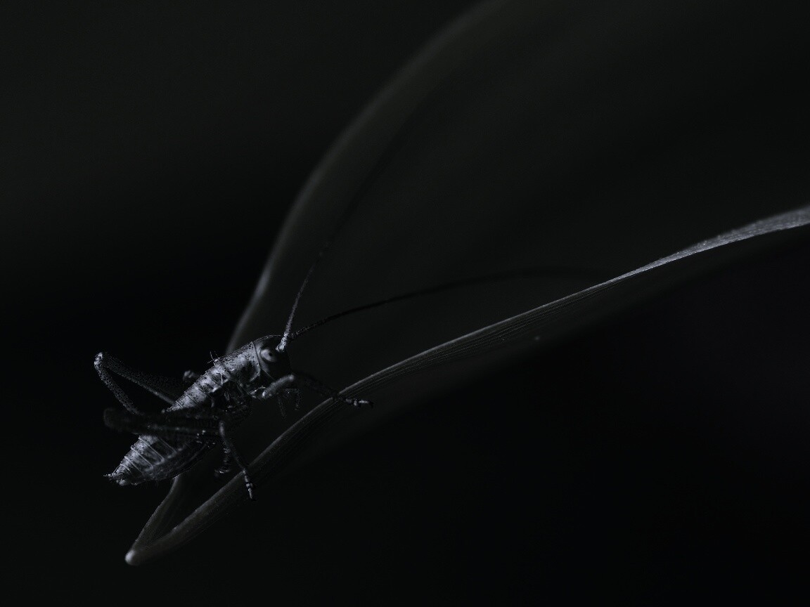 Кузнечик на листике обои