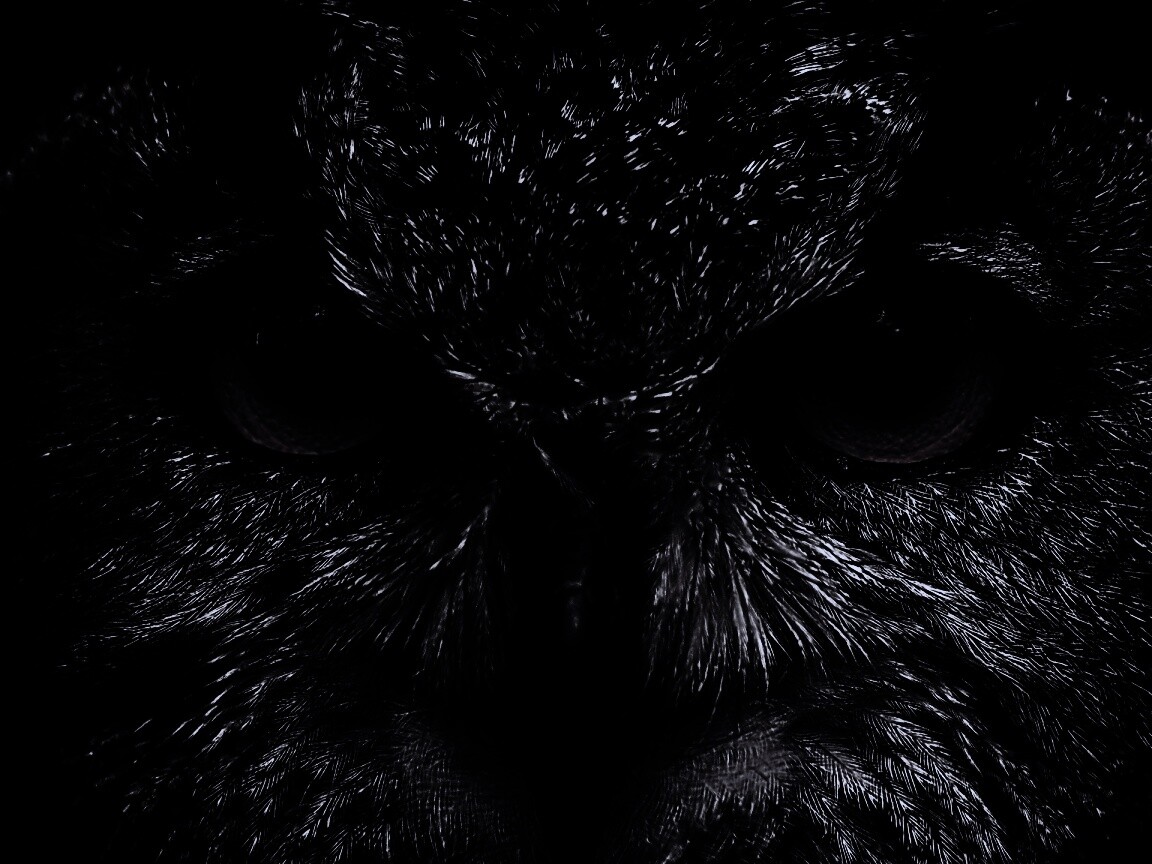 Красноглазая сова обои