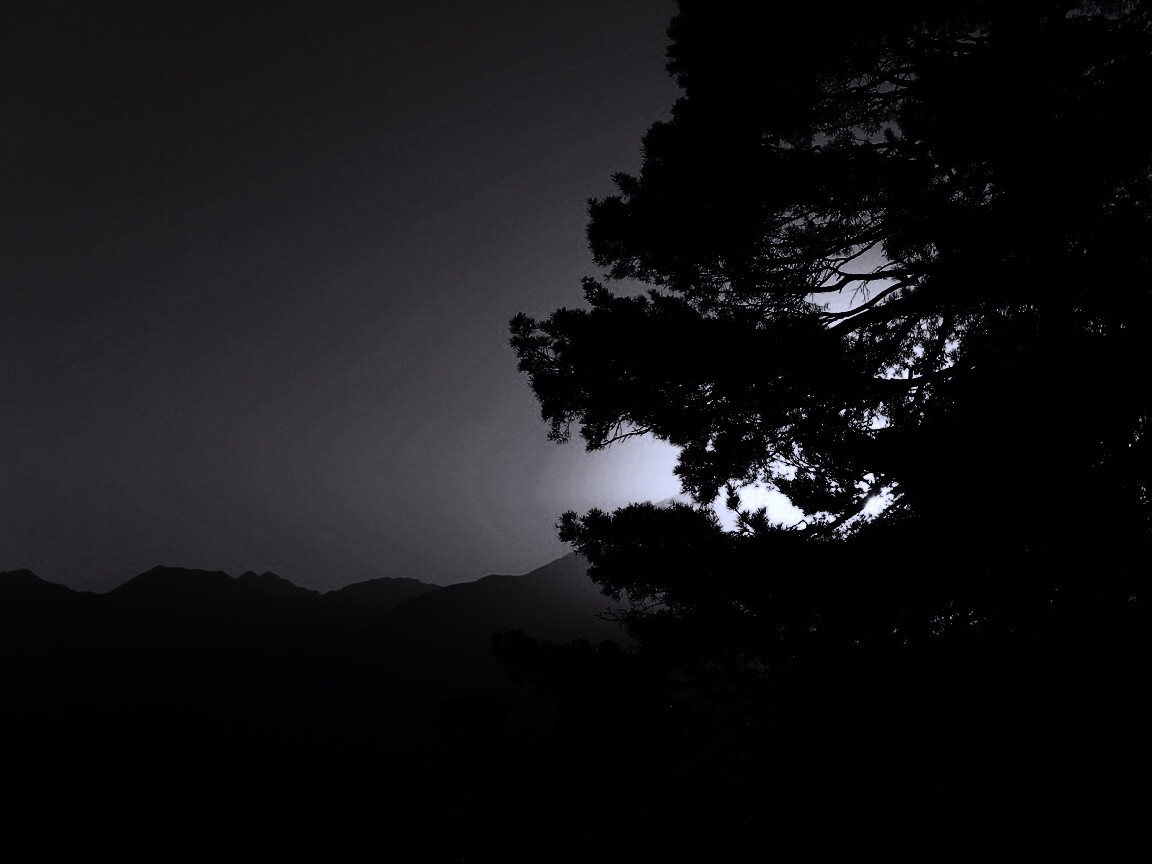 Силуэт дерева на закате обои