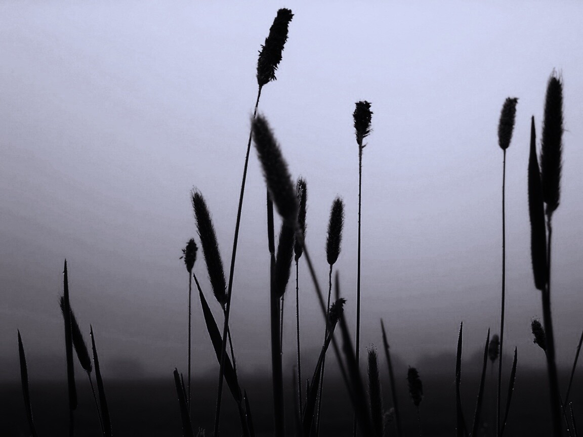 Травинки на фоне золотого неба обои