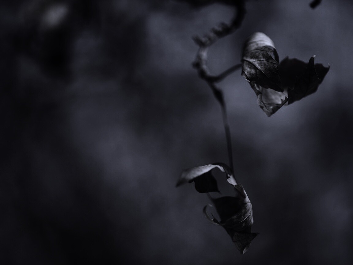 Увядшие листья обои