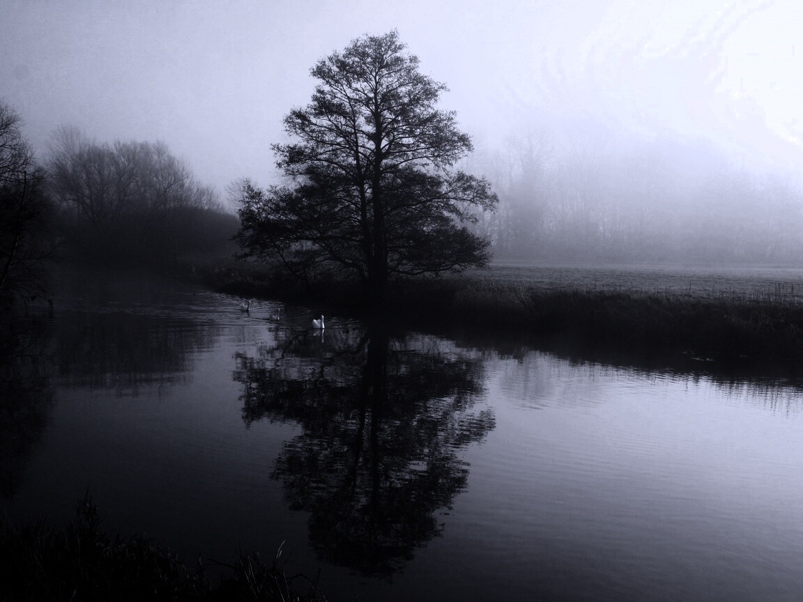 Дерево в тумане обои