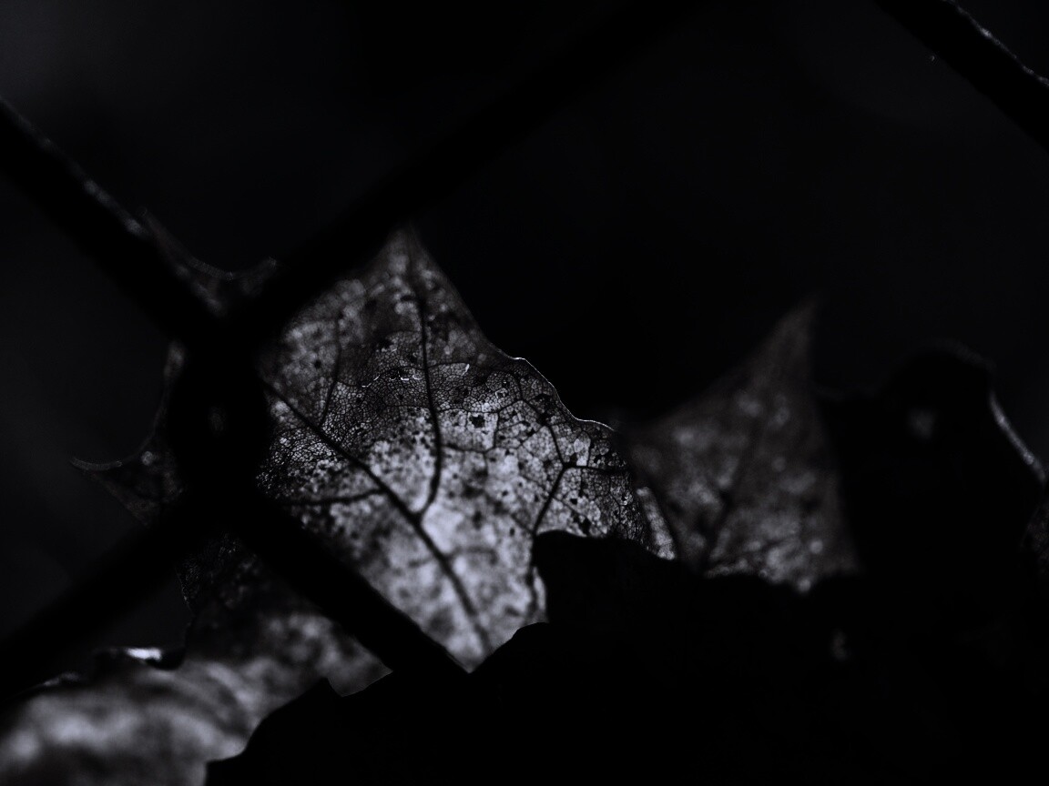 Осенний лист на забором обои