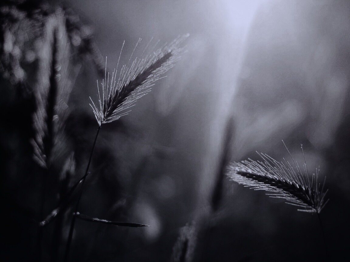 Травинки на солнце обои