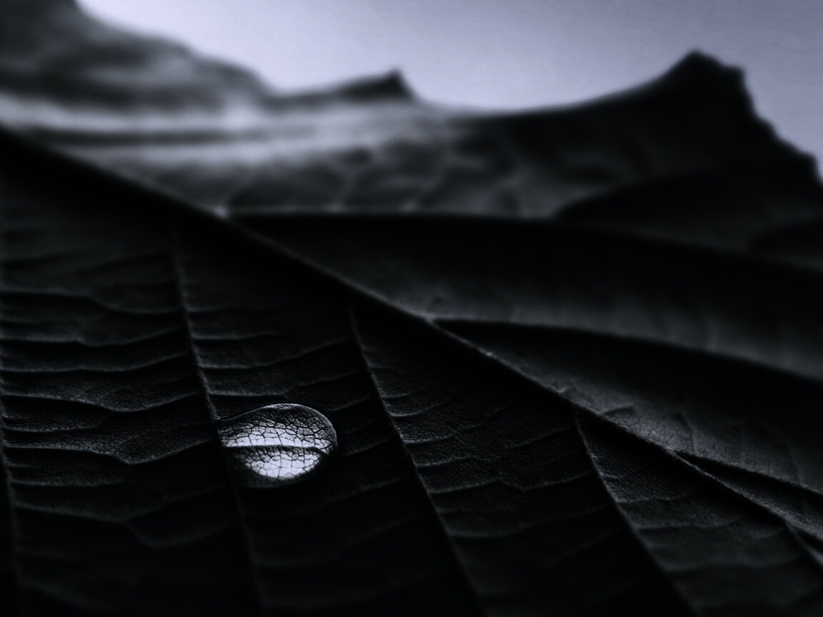 Капля на листе обои