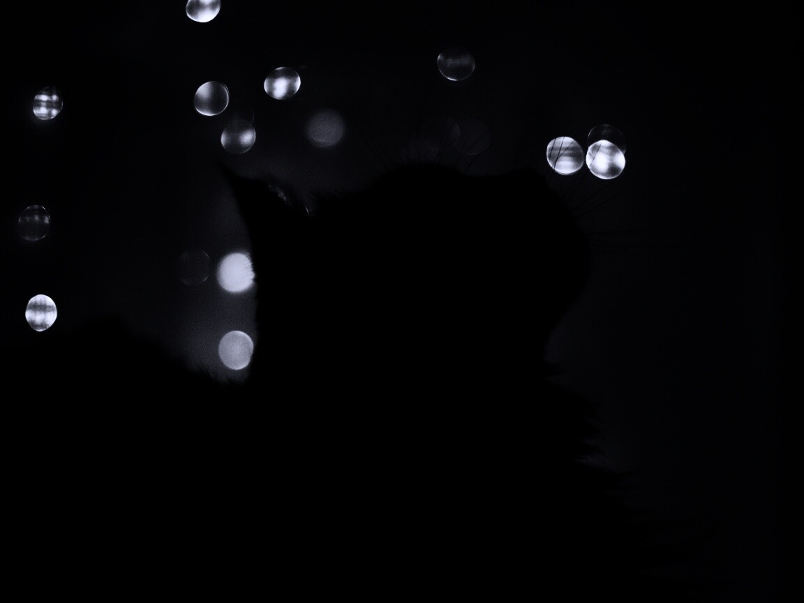 Силуэт черного кота обои