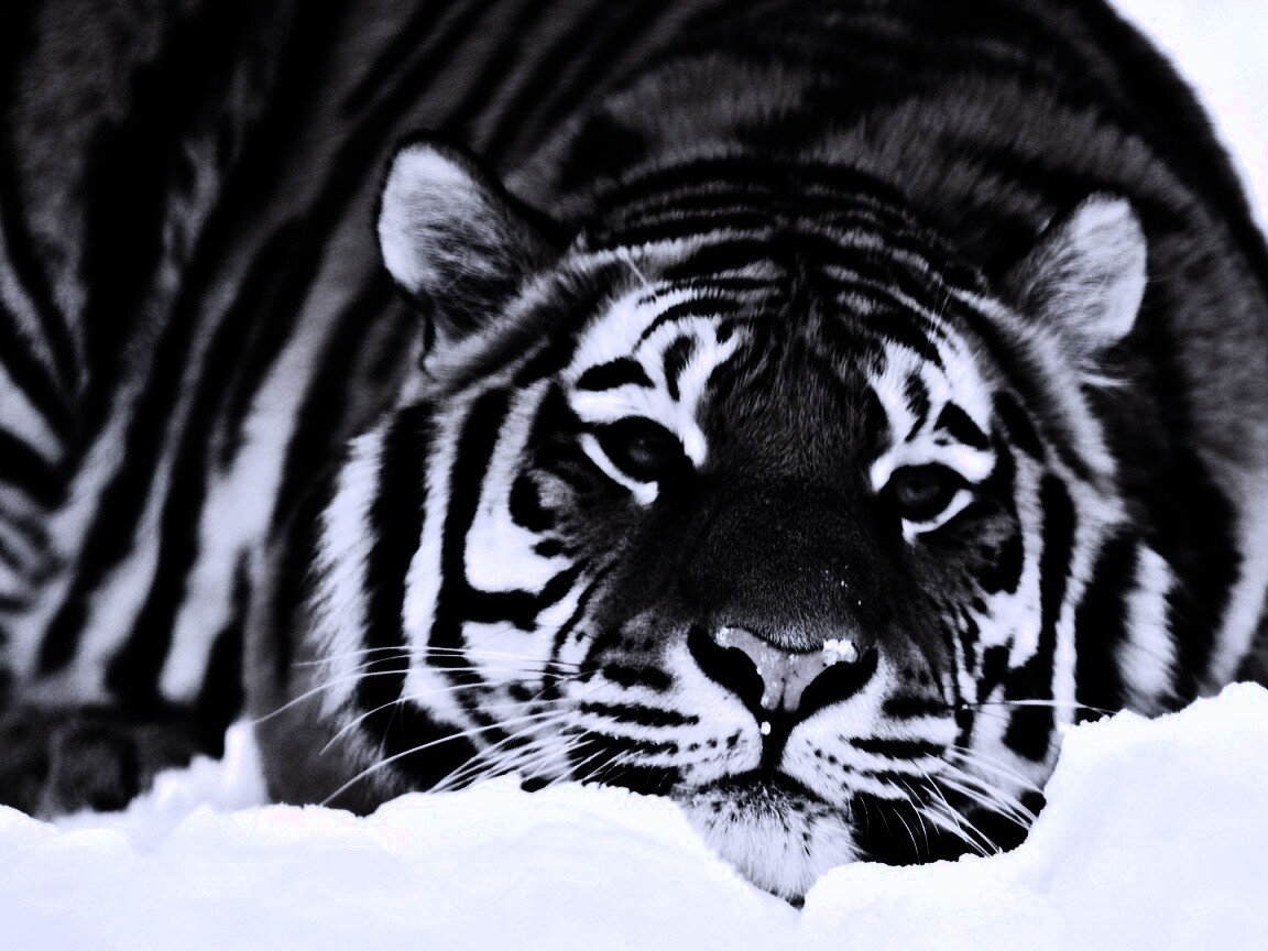 Тигр в снегу обои